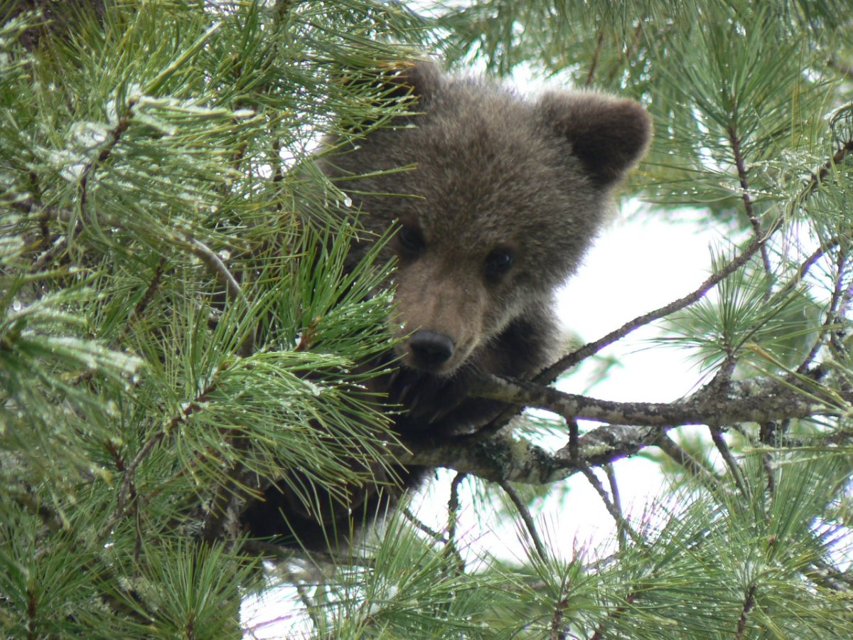 Белая Сова зимой
