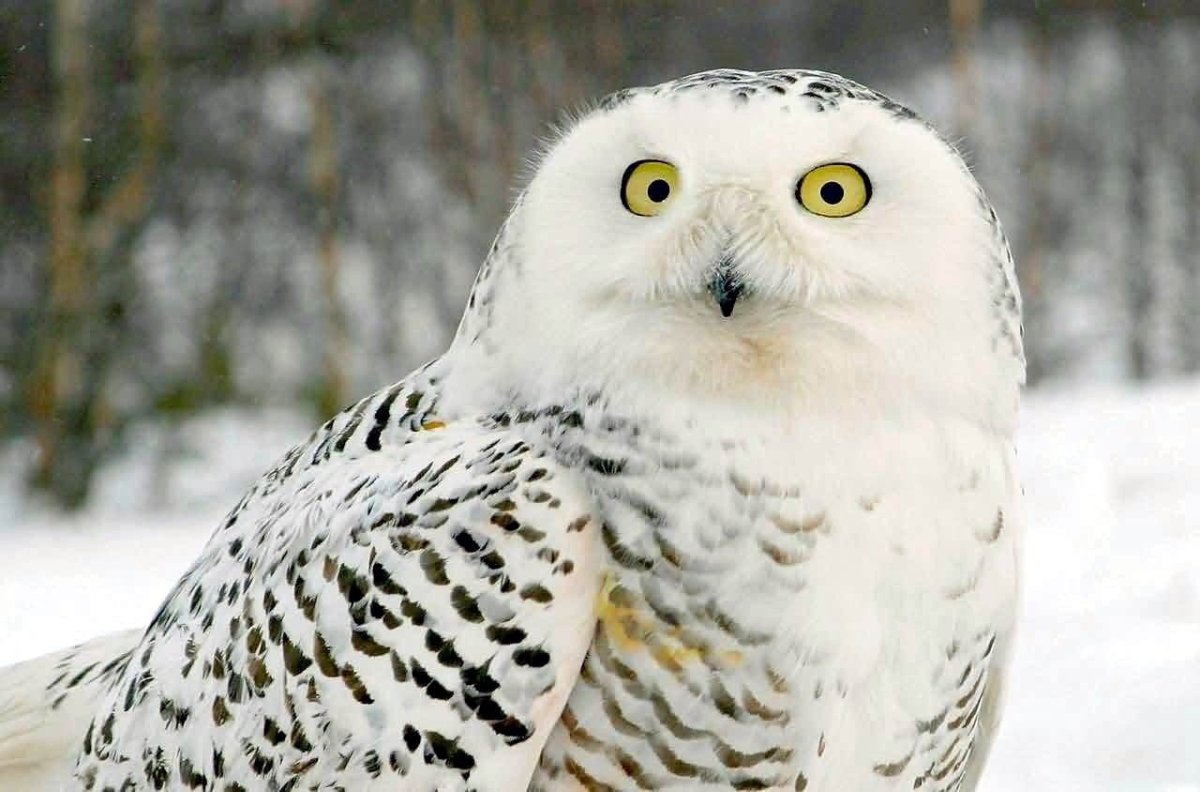 Беркут и Орлан белохвост