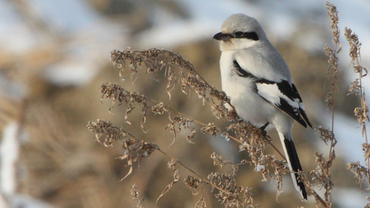 Серый сорокопут