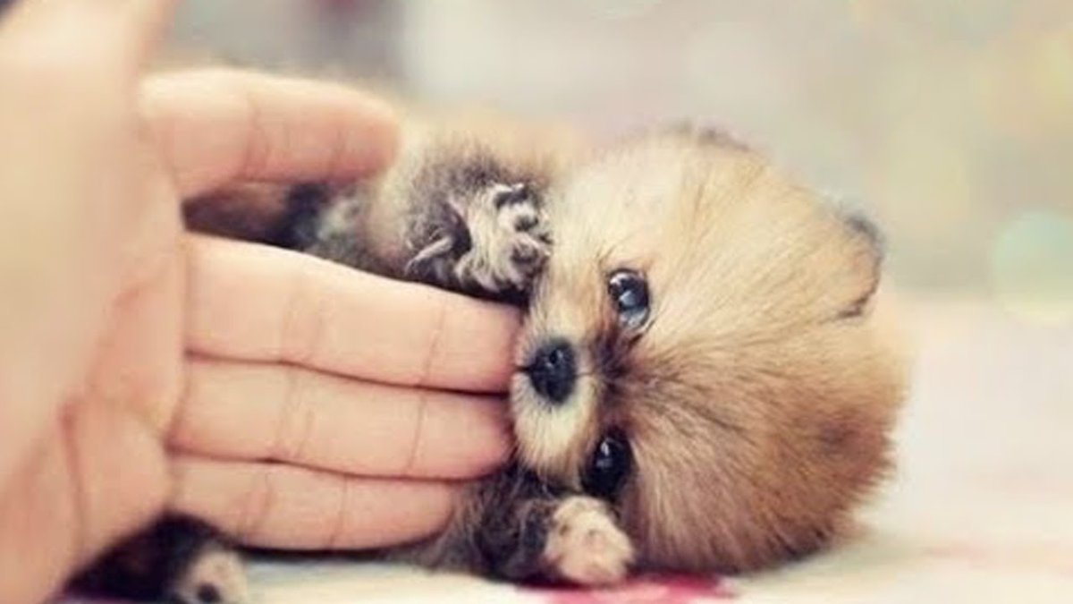 Щенки очень милые