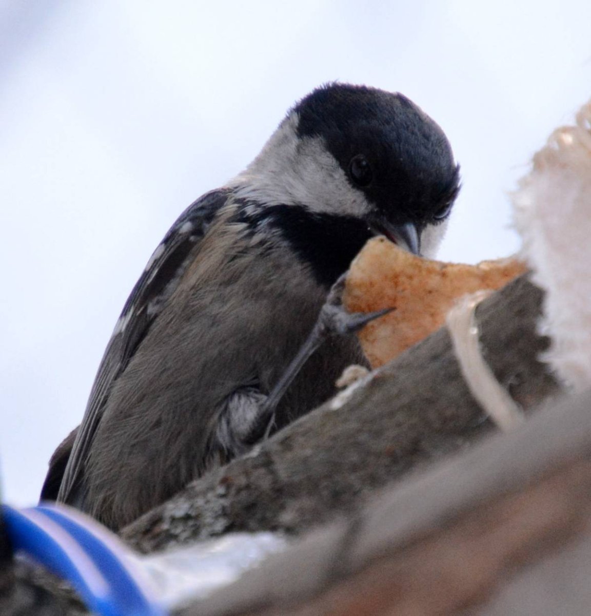 Ястреб тетеревятник и Сокол Кречет