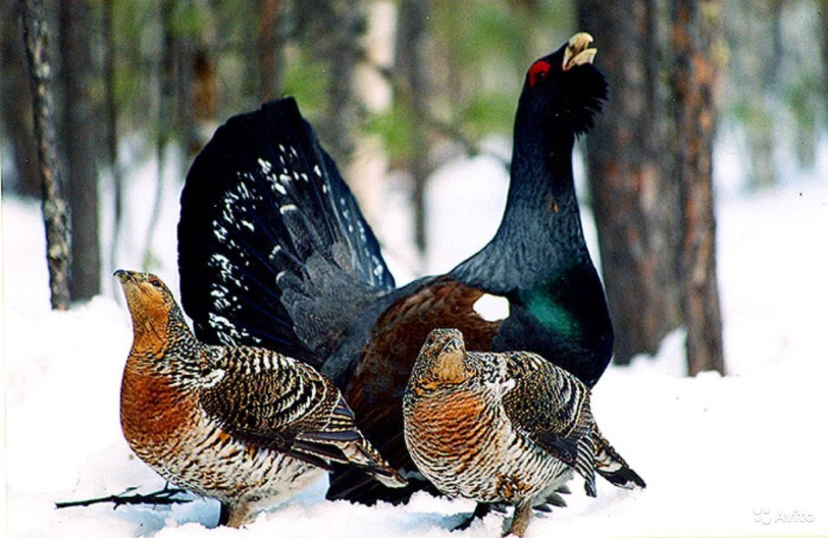 Серая птичка зимой