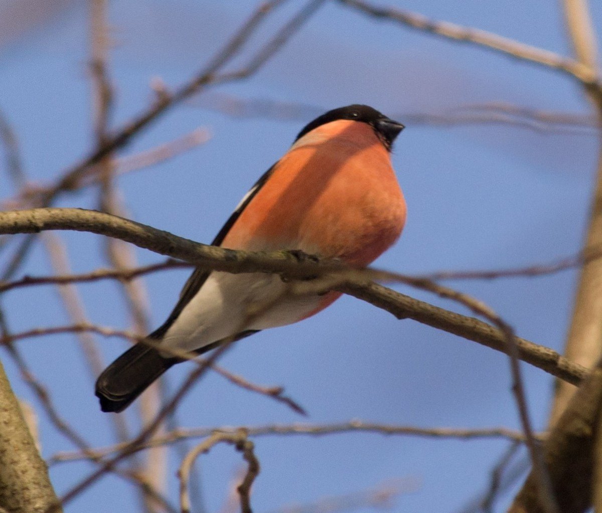 Животные Республики Саха Якутия