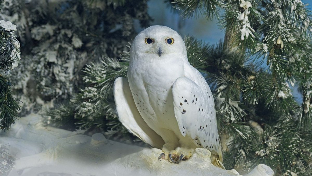 Сибирский тетерев Косач