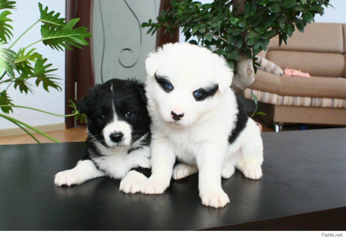 Маленькая черная собачка порода