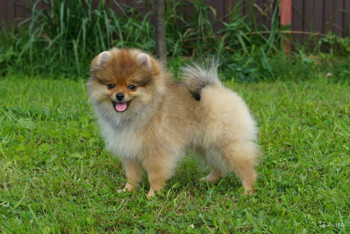 Шпиц обычный