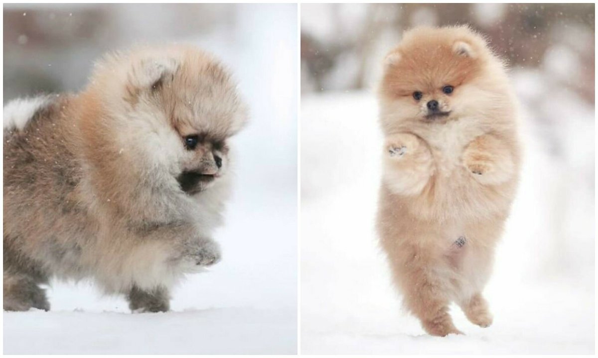 Боня шпиц померанский