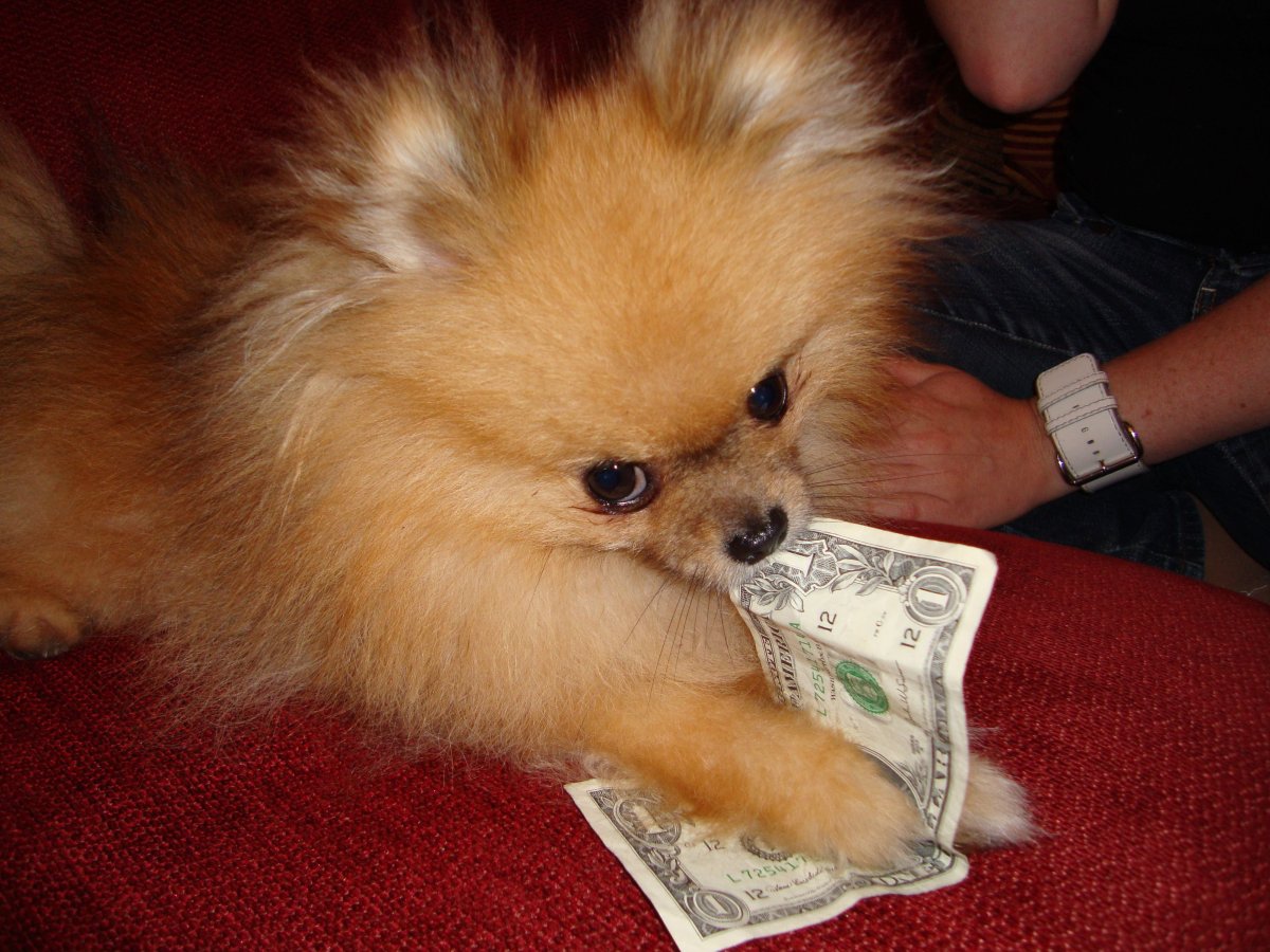 Ямальская лайка