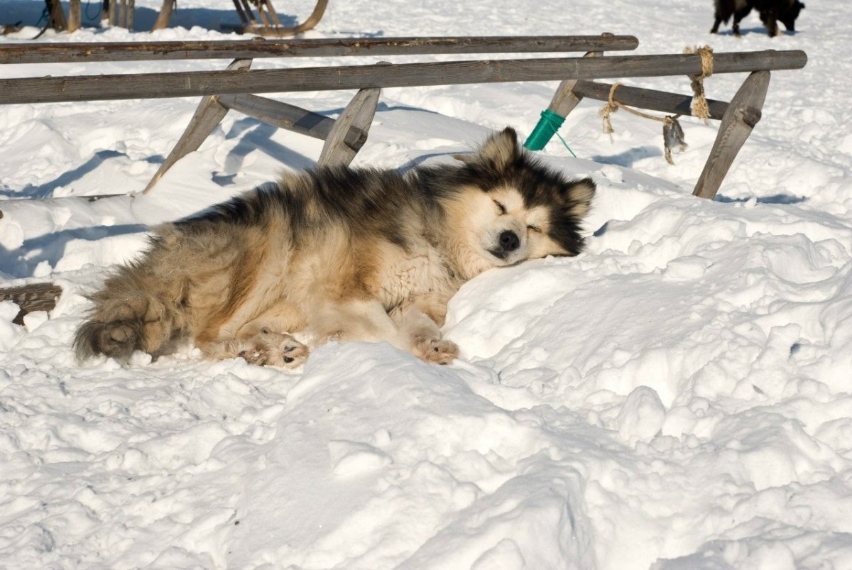 Померанский шпиц окрас Панда