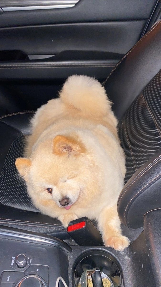 Щенки померанского шпица Новорожденные