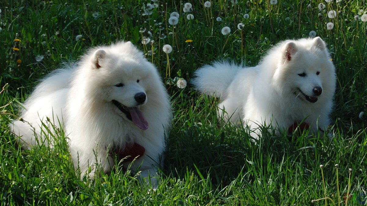 Собака померанский шпиц