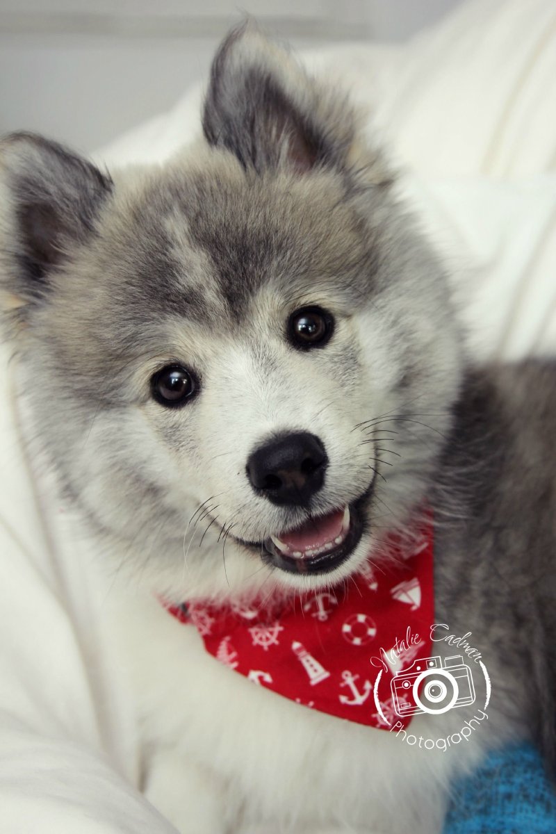 Померанский шпиц белый милый