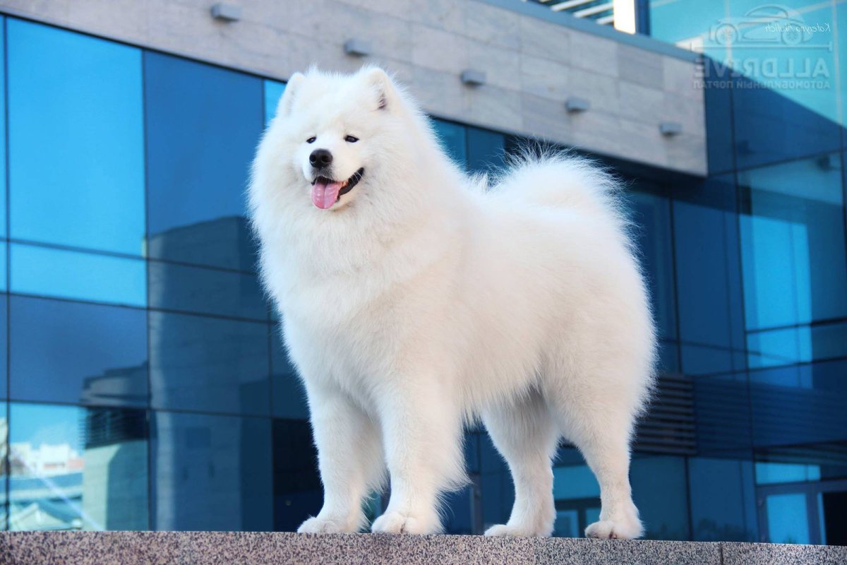 Северный самоед порода собаки