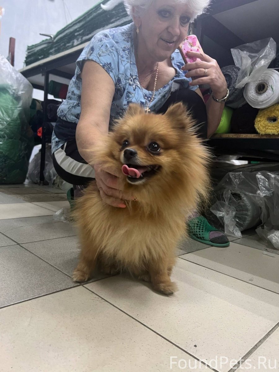 Шпиц Томск авито