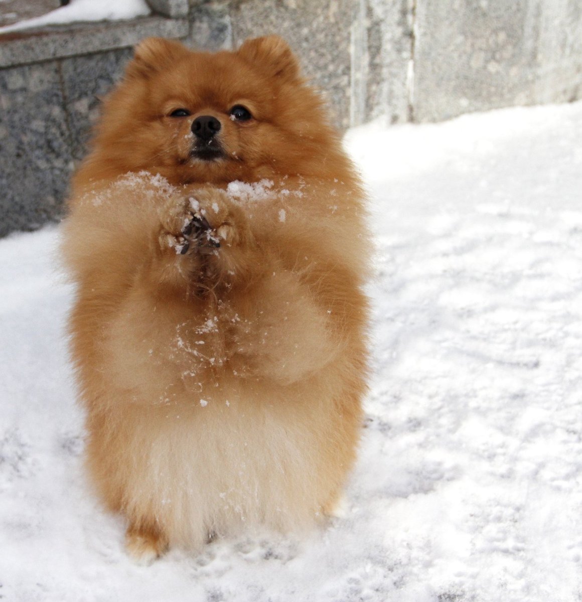 Самоедская лайка