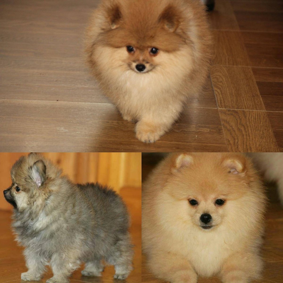 Сведения о породе шпиц