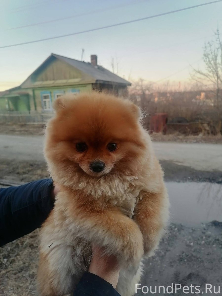 Шпиц померанский щенки куча