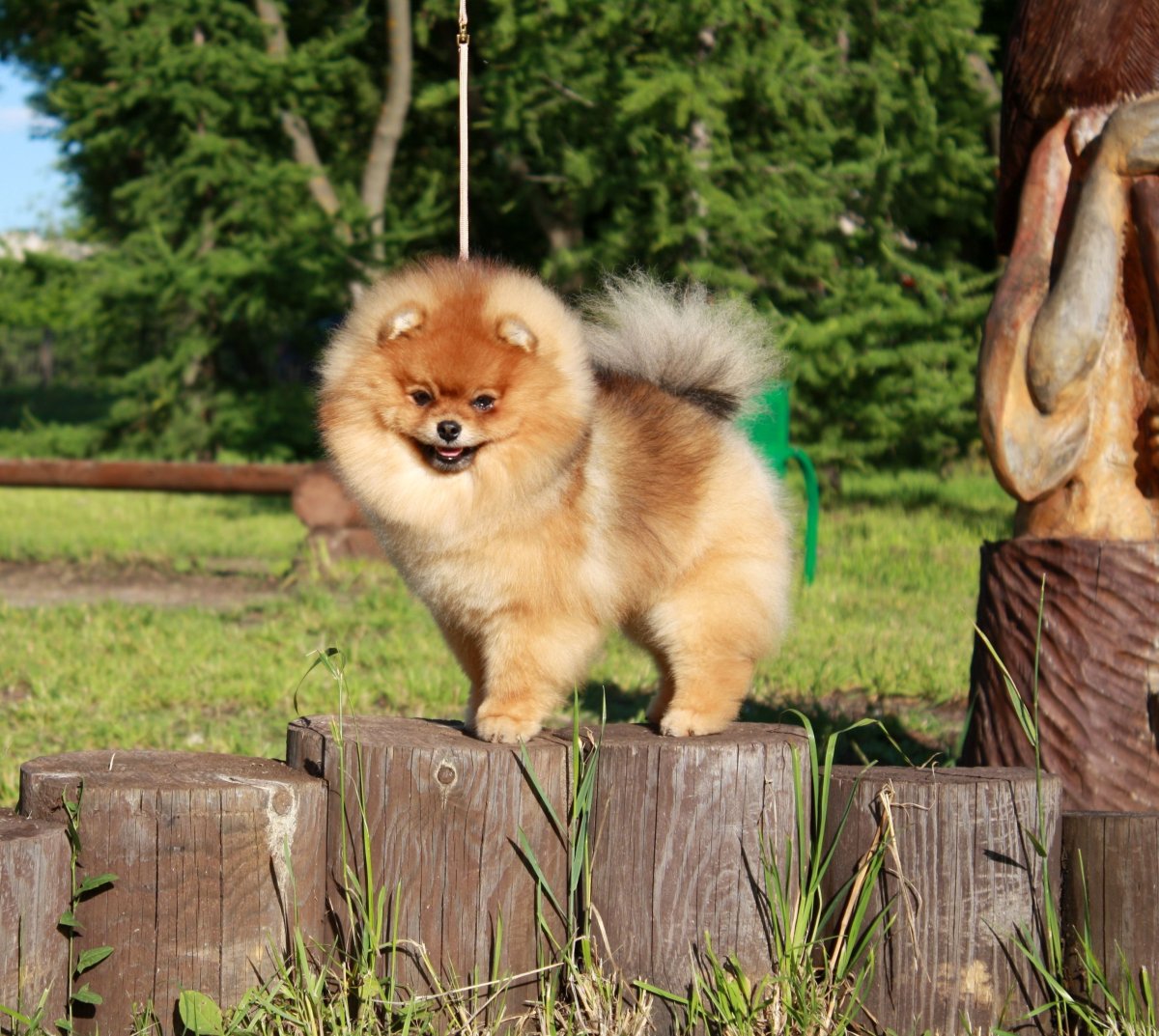 Лайка самоед