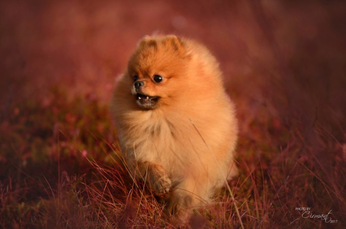 Аляскинский маламушпиц