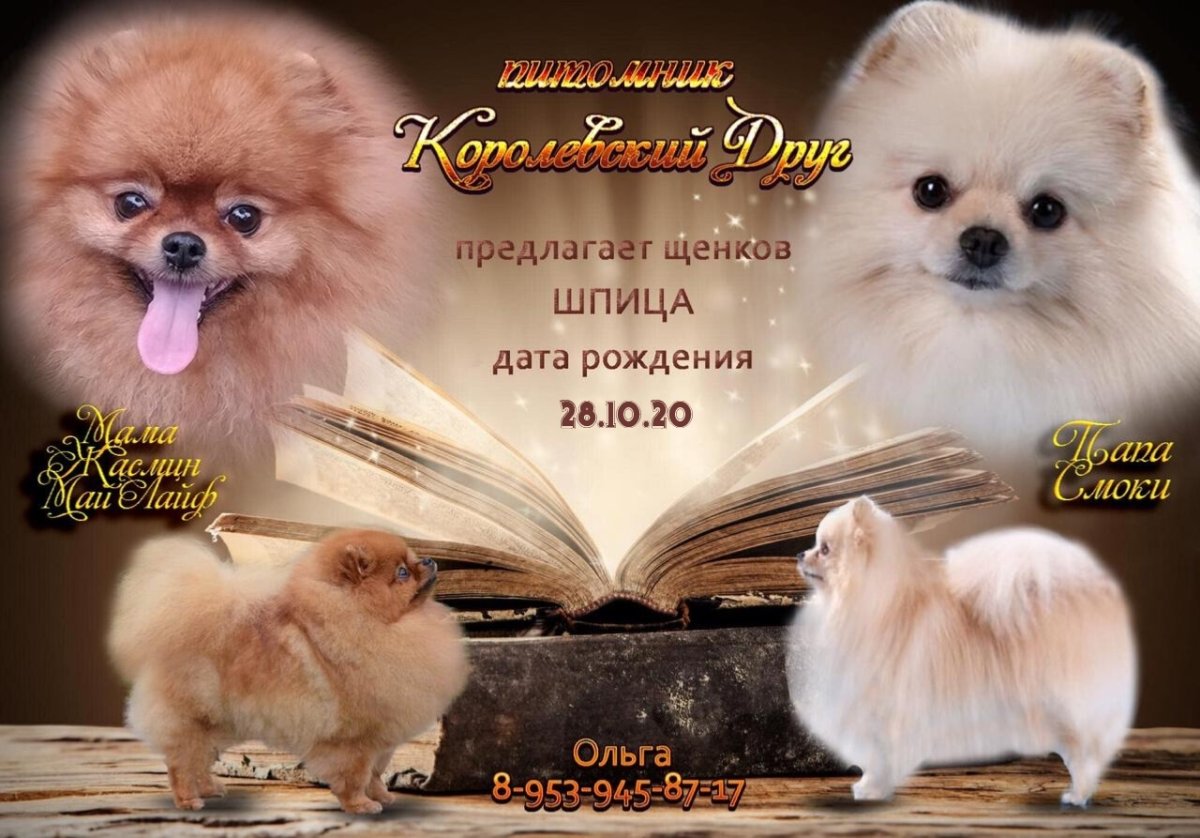 Милые хаски