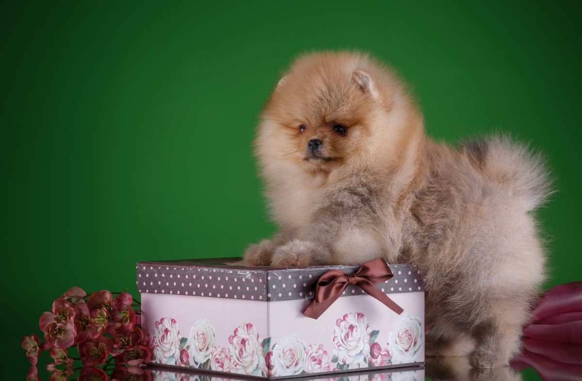 Самоед щенок