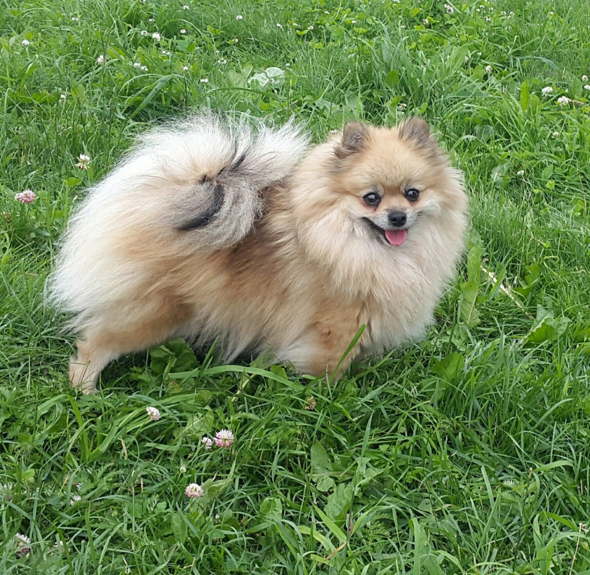 Шпицпу Оливер