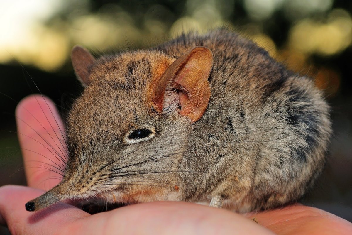 Длинноухий прыгунчик