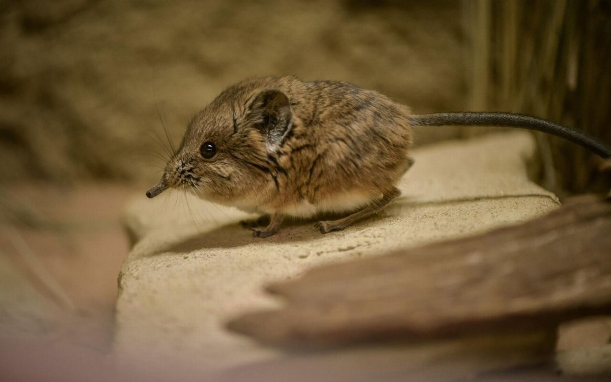 Карликовый слоновый прыгунчик