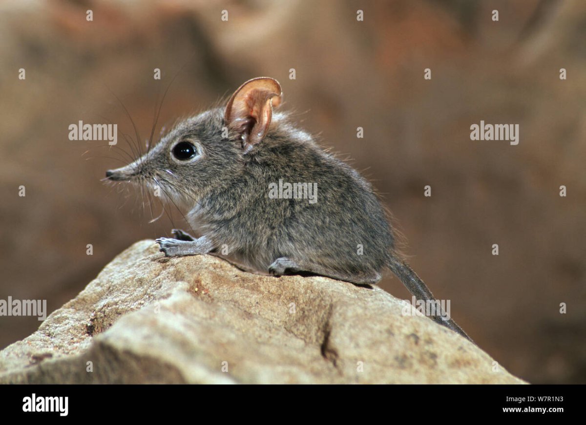 Землеройковые Насекомоядные