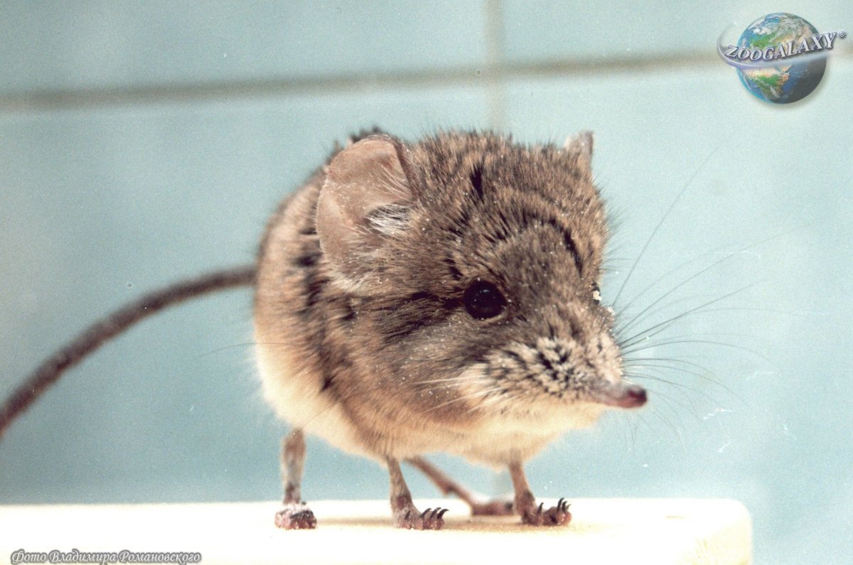 Короткоухий слоновый прыгунчик