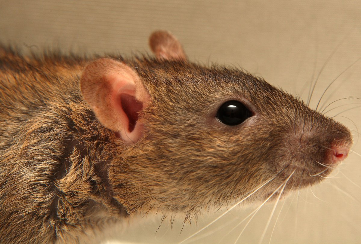 Голова крысы сбоку