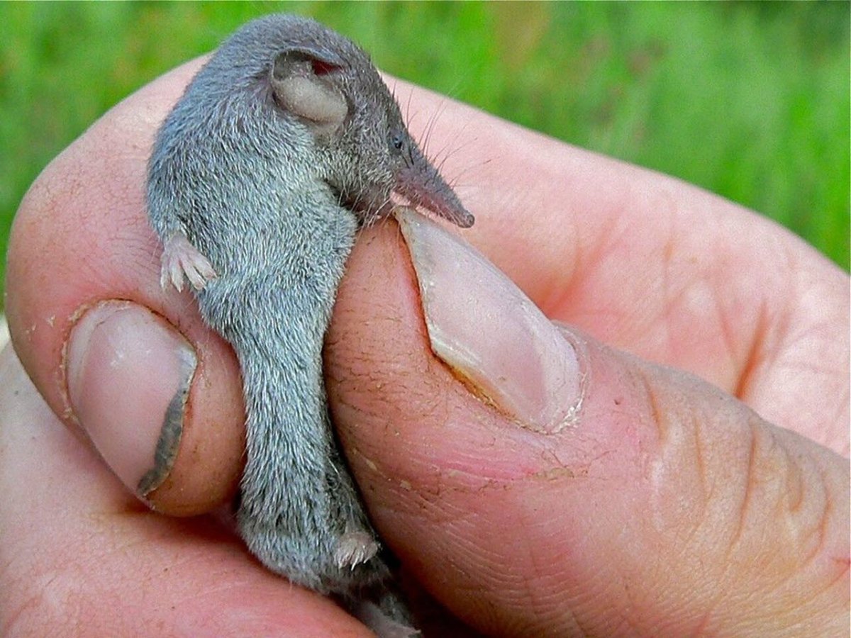 Бурозубка Пигмей