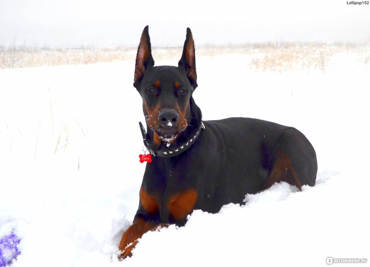 Купированный Доберман в Российской империи