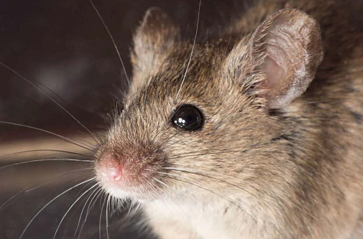 Землеройковые крысы