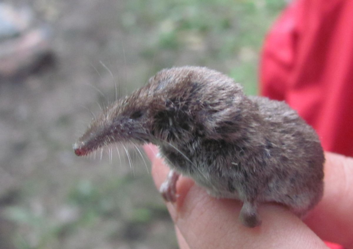 Гигантская бурозубка