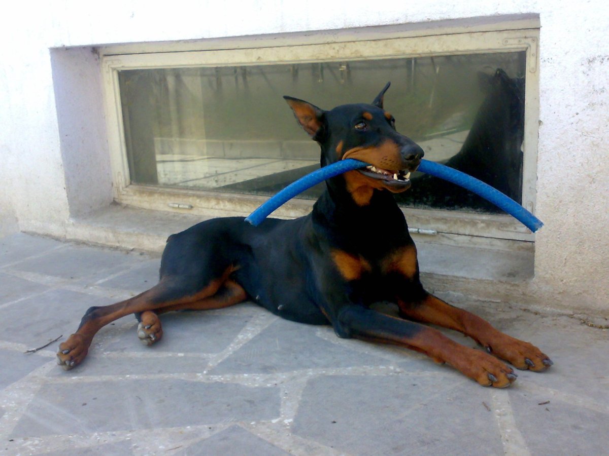 Лапа добермана