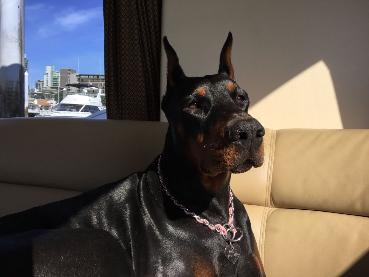 Доберман Пинтерест