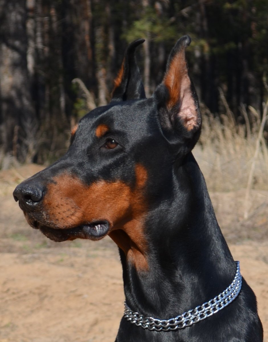 Доберман некупированный