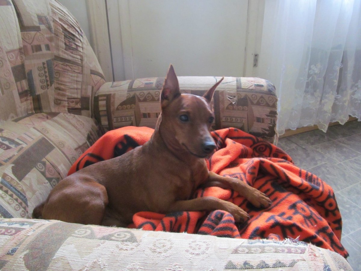 Цвергпинчер рыжий некупированный