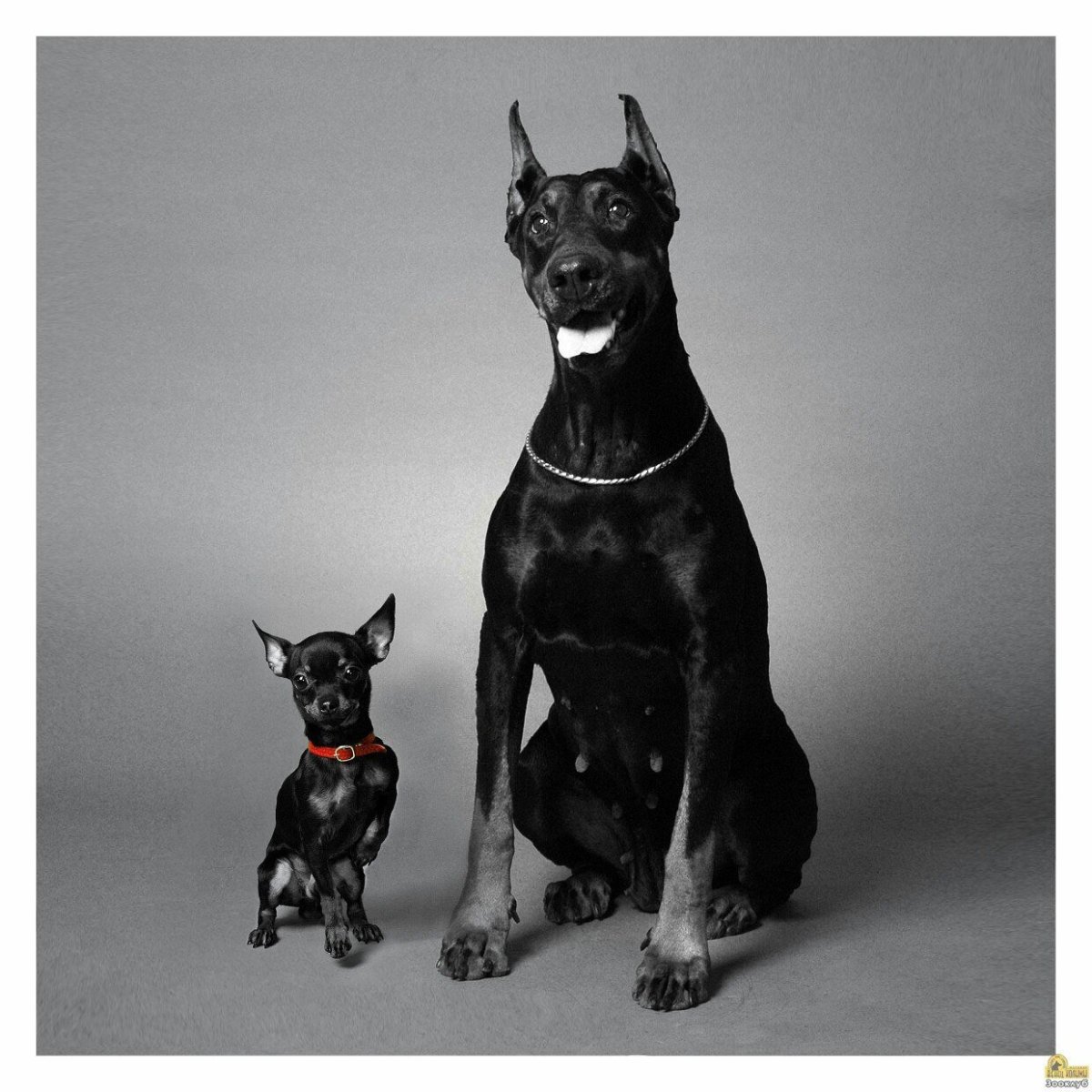 Доберман белый и черный