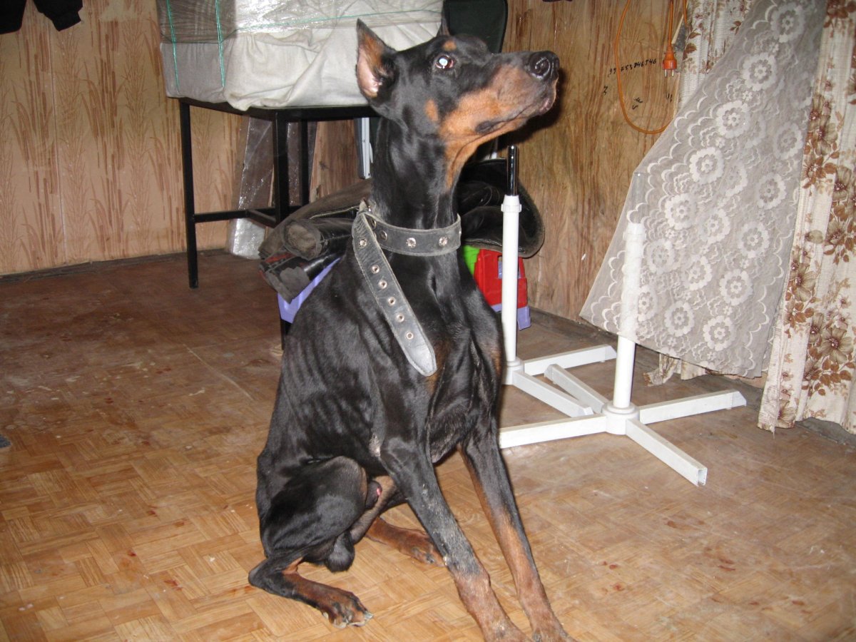 Купированный хвост добермана