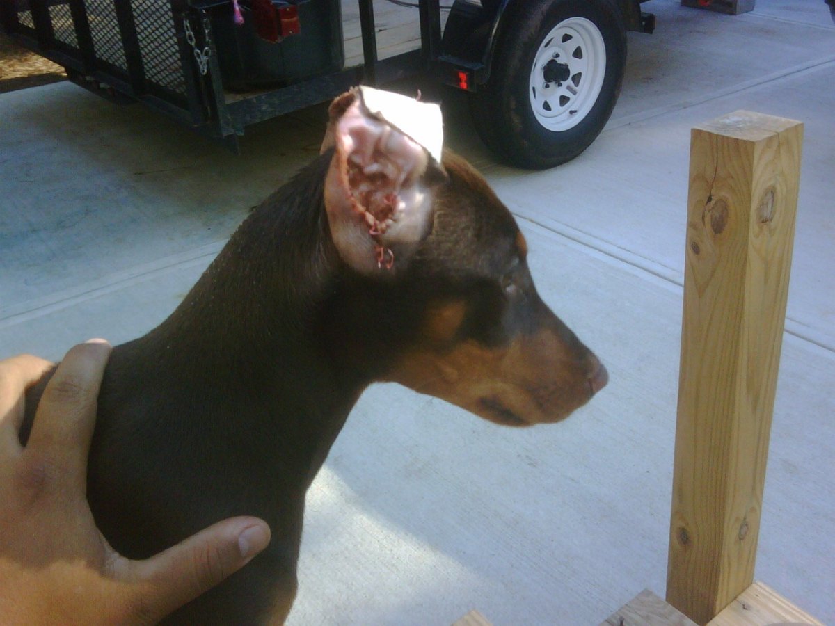 Такса с купированными ушами