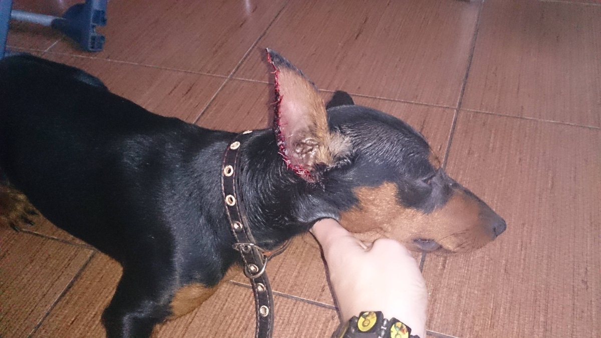 Ягдтерьер купированные уши