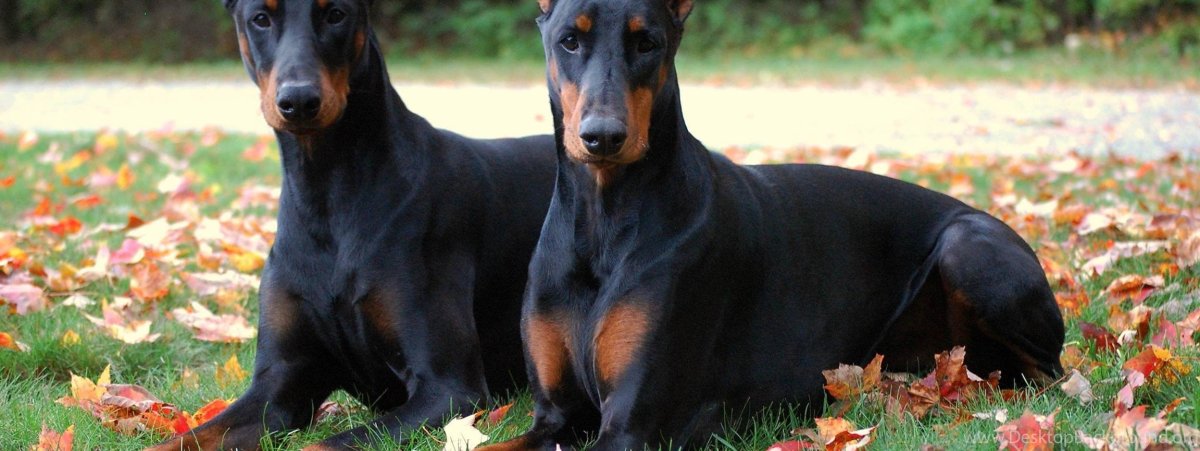 Доберман белы1