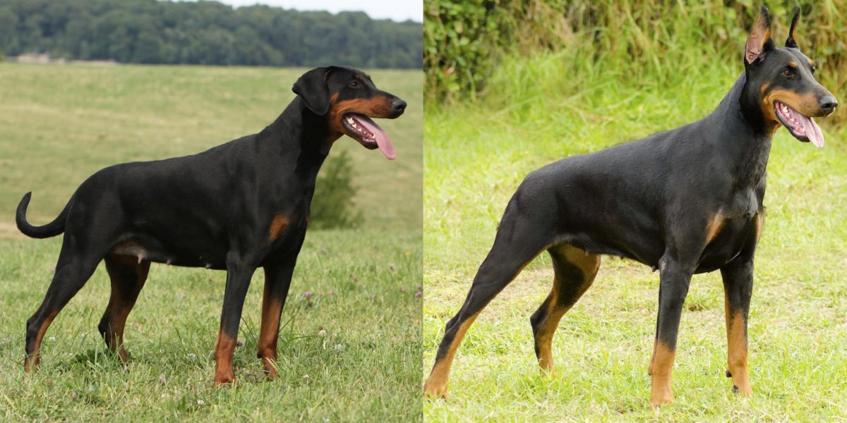 Доберман некупированный