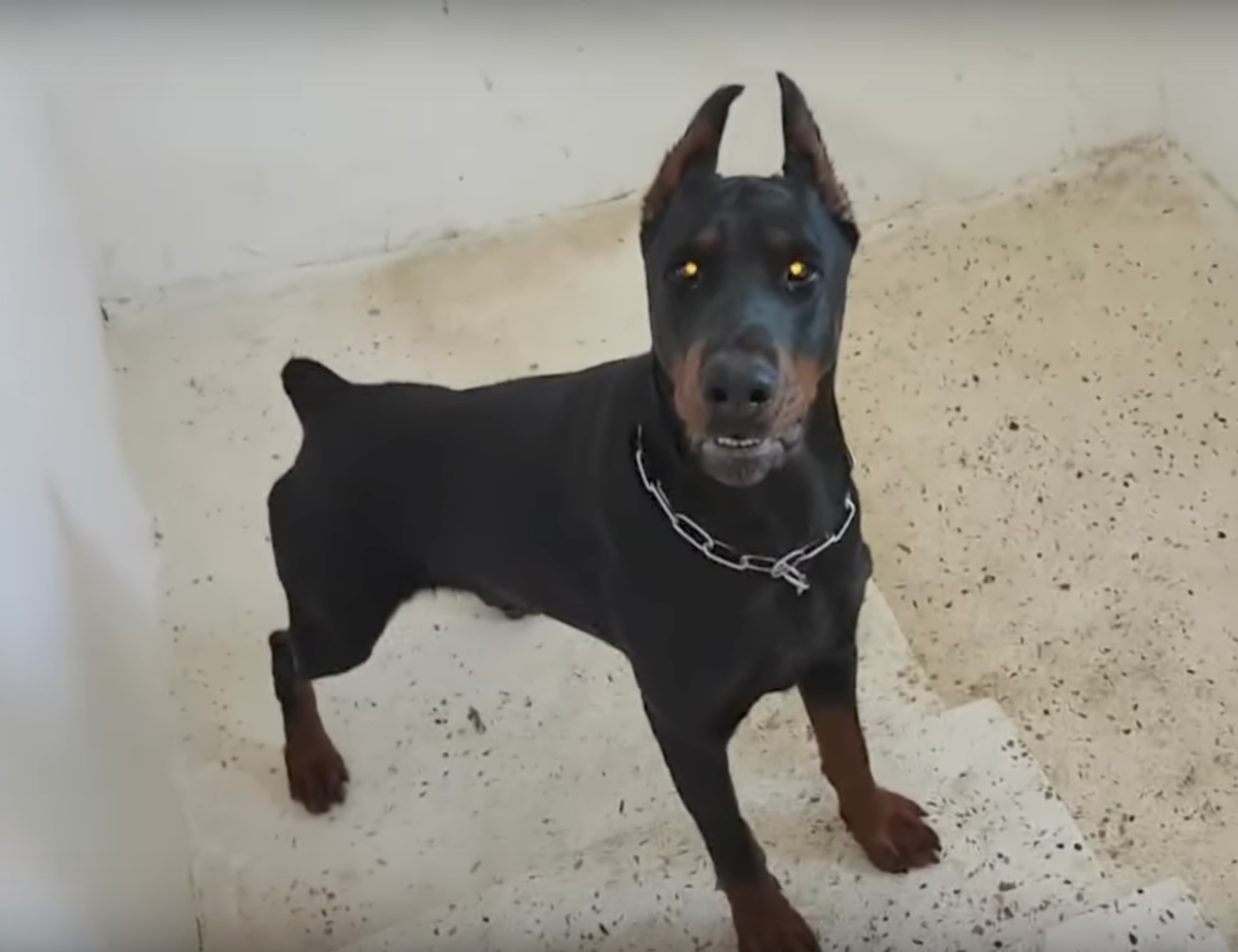 Собаки с купированными ушами