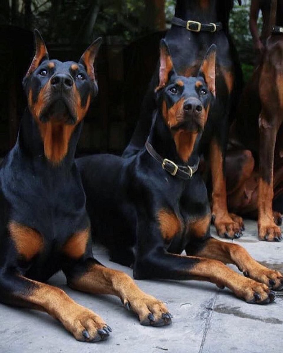 Доберман Эстетика