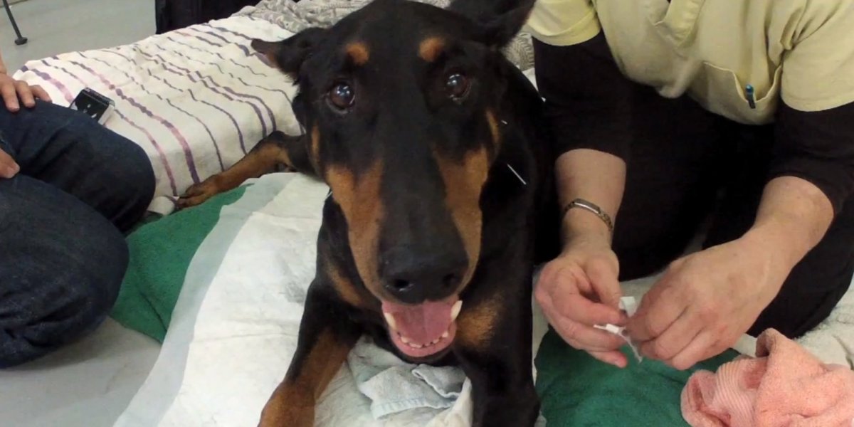 Доберман у ветеринара