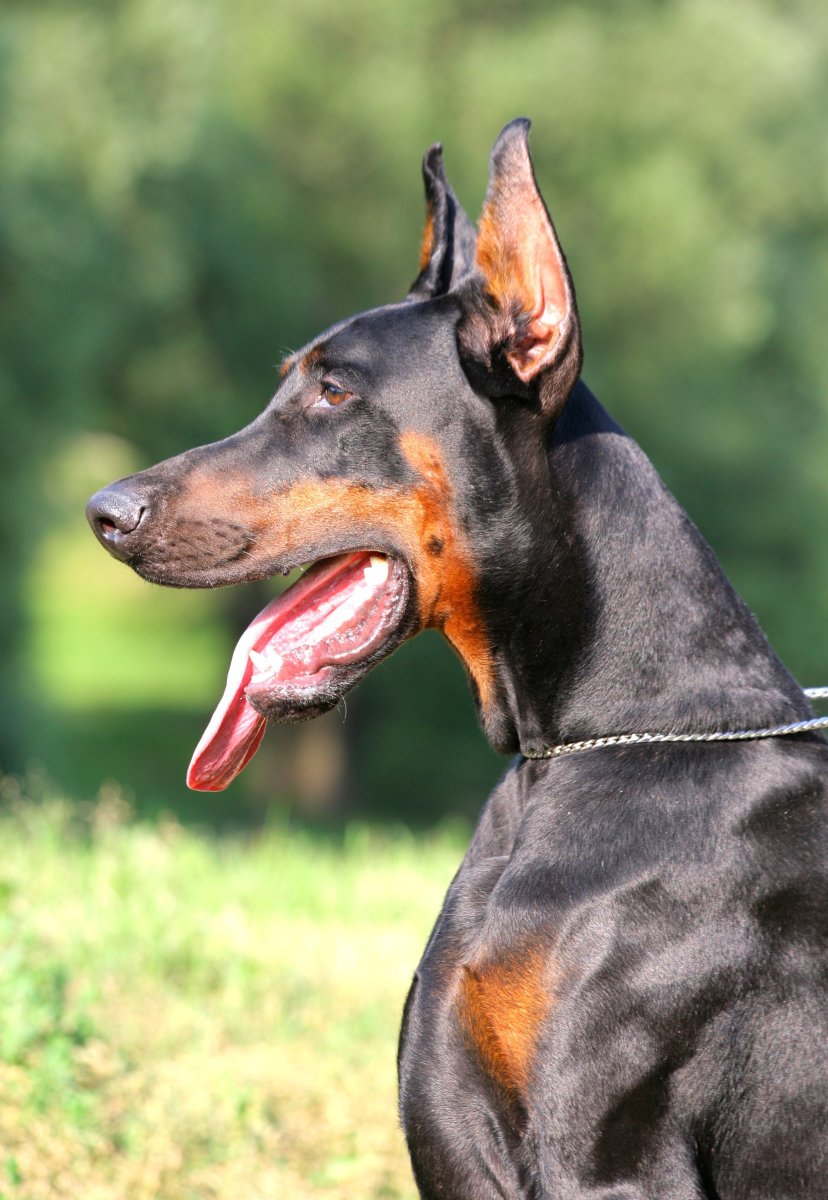 Доберман-пинчер некупированный