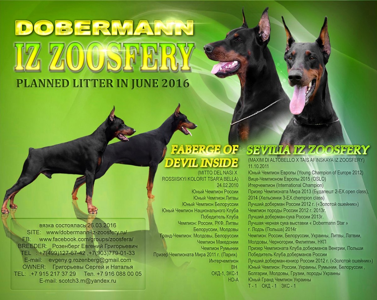 Доберман презентация